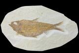 Detailed Fossil Fish (Knightia) - Wyoming #116776-1